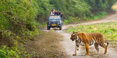 Lansdowne Jim Corbett Tour from Delhi